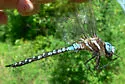 Spatterdock Darner