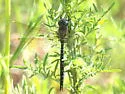 Spatterdock Darner - photo 2