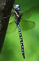 Spatterdock Darner - photo 3