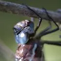 Spatterdock Darner - photo 4