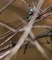 Turquoise-tipped Darner