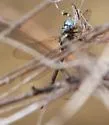 Turquoise-tipped Darner - photo 2