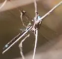 Turquoise-tipped Darner - photo 3