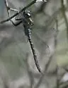 Turquoise-tipped Darner - photo 4