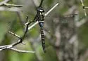 Turquoise-tipped Darner - photo 5