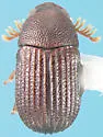 Rhipidandrus paradoxus - Rhipidandrus paradoxus