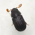 Rhipidandrus paradoxus - photo 2