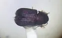 Rhipidandrus paradoxus - photo 4