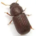 Rhipidandrus peninsularis