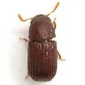 Rhipidandrus peninsularis - photo 2