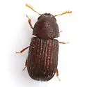 Rhipidandrus peninsularis - photo 3
