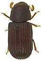 Rhipidandrus peninsularis - photo 4