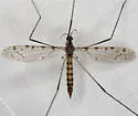 Rhipida bryanti - photo 2