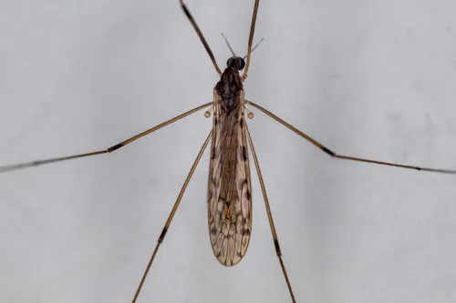 Rhipidia domestica