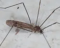 Limonia fidelis