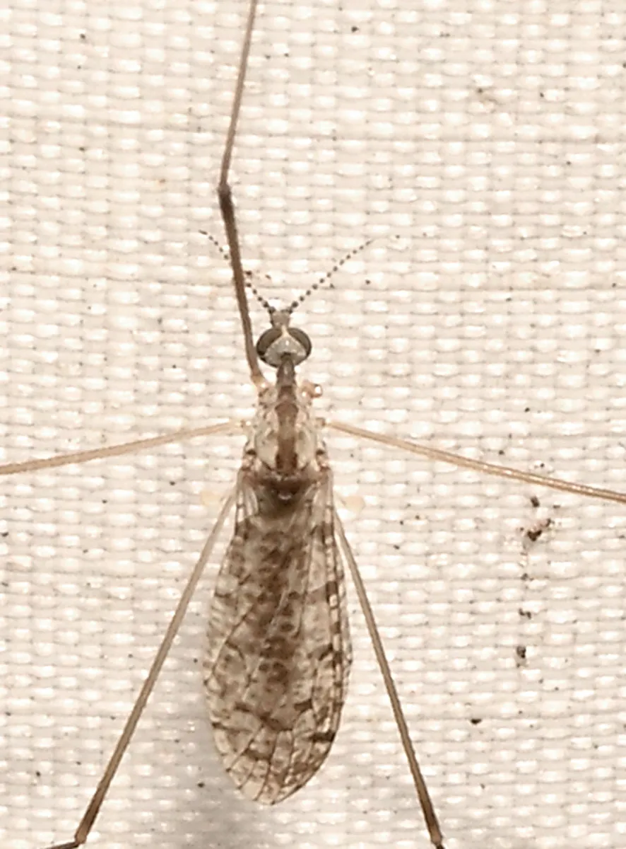 Rhipidia maculata - photo 2