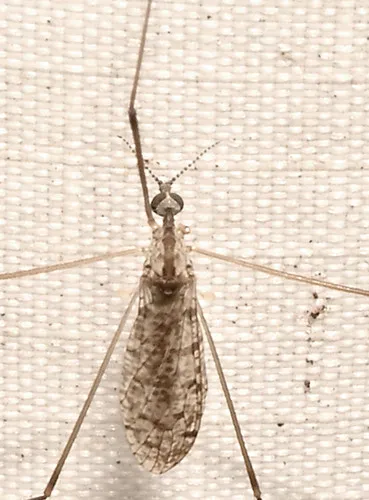 Rhipidia maculata - photo 3
