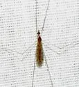 Rhipidia schawrzi