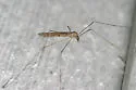 Rhipidia shannoni