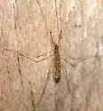 Rhipidia shannoni - photo 3