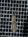 Rhipidia shannoni - photo 4
