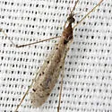 Rhipidia shannoni - photo 5