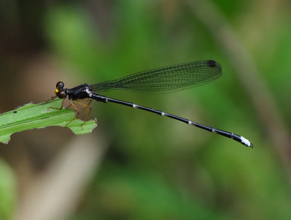 Rhipidolestidae - photo 3