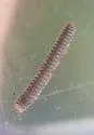 Rhiscosomides meineri