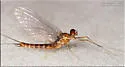 Rhithrogena anomala
