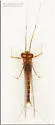 Rhithrogena anomala - photo 2