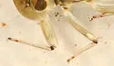 Rhithrogena brunneotincta - photo 2