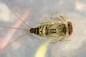 Rhithrogena brunneotincta - photo 3