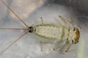 Rhithrogena brunneotincta - photo 4