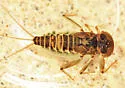 Rhithrogena brunneotincta - photo 5