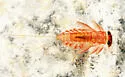 Rhithrogena impersonata - photo 2