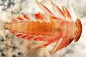 Rhithrogena impersonata - photo 3