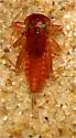 Rhithrogena impersonata - photo 5