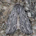 Rhizagrotis albalis - Hodges#9576