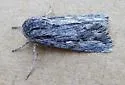 Rhizagrotis albalis - Hodges#9576 - photo 4