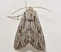 Rhizagrotis albalis - Hodges#9576 - photo 5