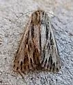 Rhizagrotis cloanthoides - Hodges#9575