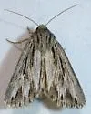 Rhizagrotis cloanthoides - Hodges#9575 - photo 2