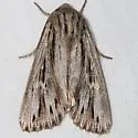 Rhizagrotis cloanthoides - Hodges#9575 - photo 4