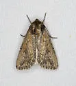 Rhizagrotis modesta - Hodges#9838