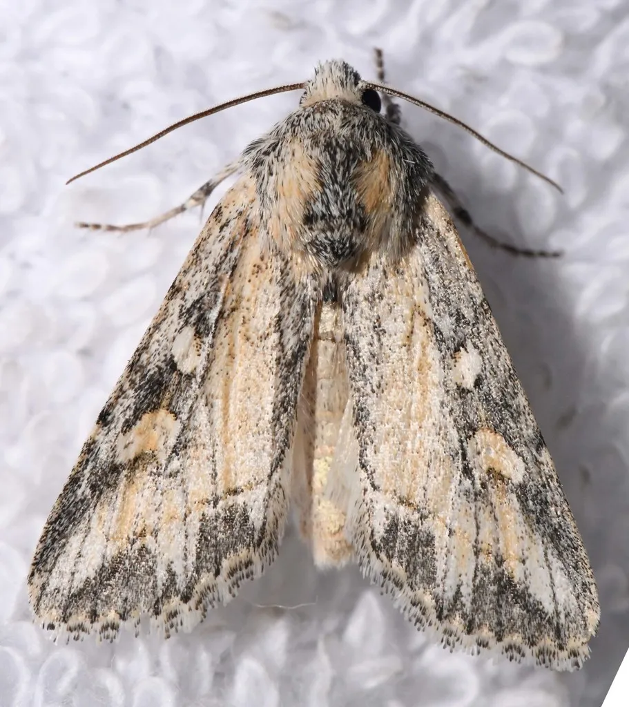 Rhizagrotis stylata - Hodges#10176 - photo 2