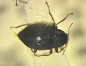 Rhizelmis nigra