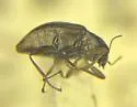 Rhizelmis nigra - photo 2