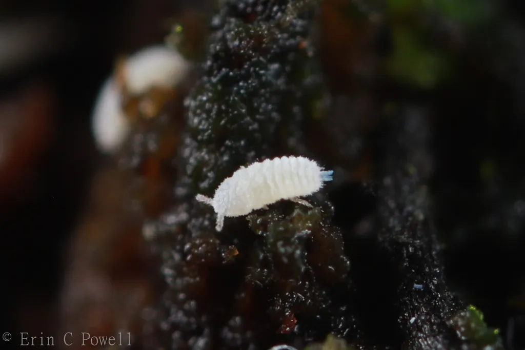 Rhizoecidae - photo 2
