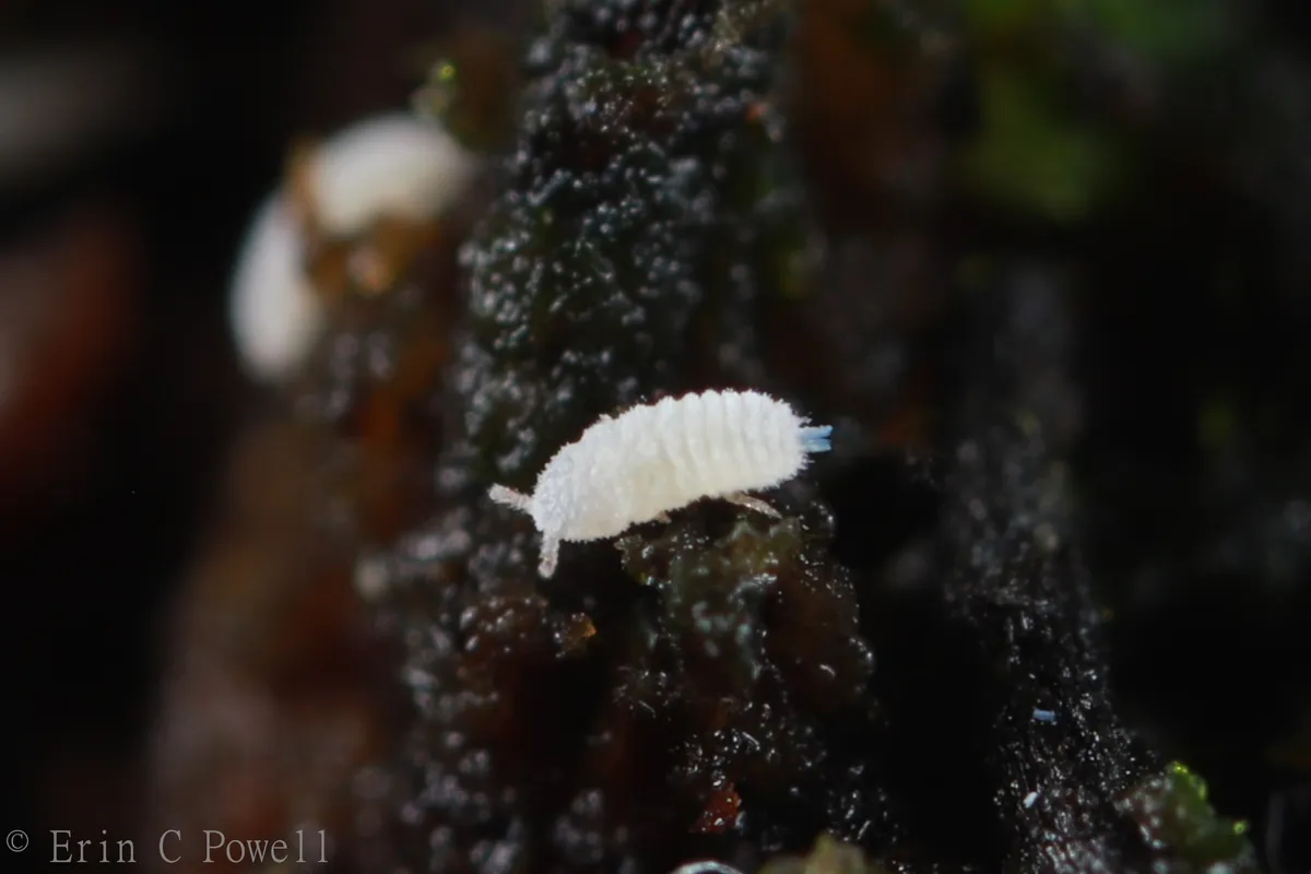 Rhizoecidae - photo 3