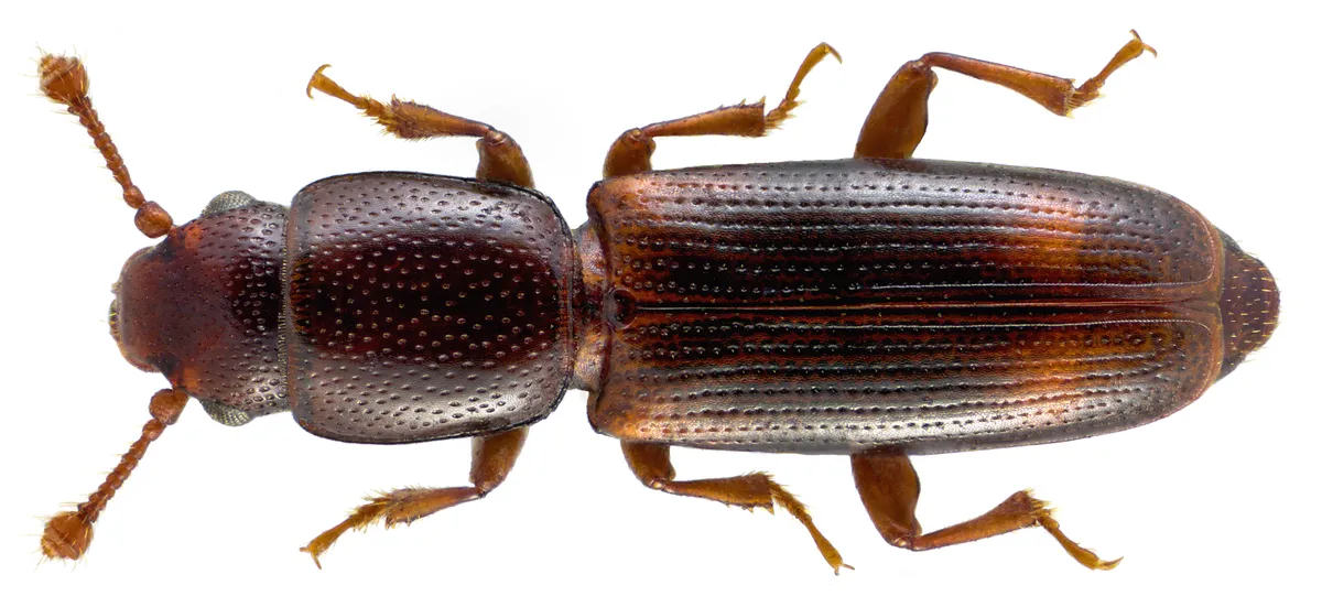Rhizophagus bipustulatus - photo 3
